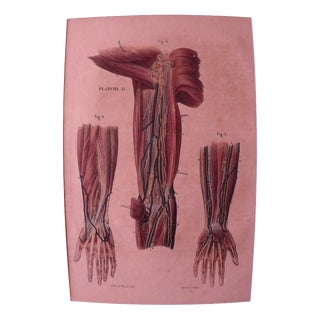 DC Gallet, 10 The Body of Man by Dr. Galet, 1841, Lithographs For Sale