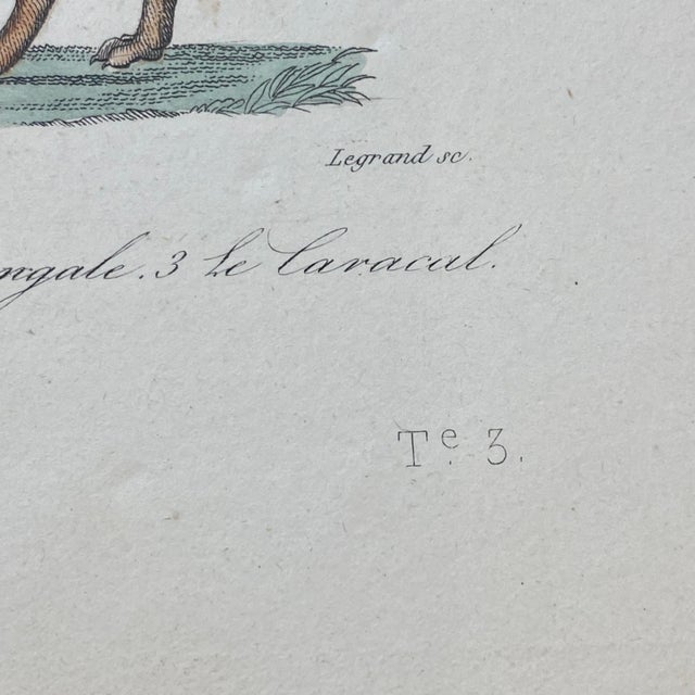 Tan French Antique 18th Century "Le Chacal" Animal Engraving Hand Colored Signed Artwork For Sale - Image 8 of 11