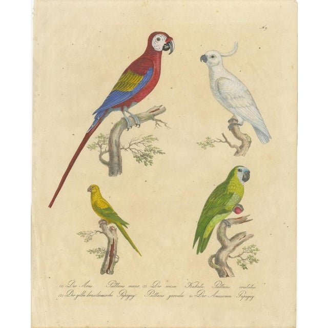 Brodtmann, Macaw, Cockatoo & Amazon Parrots, 1816, Lithograph For Sale - Image 10 of 10