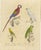 Brodtmann, Macaw, Cockatoo & Amazon Parrots, 1816, Lithograph For Sale - Image 10 of 10