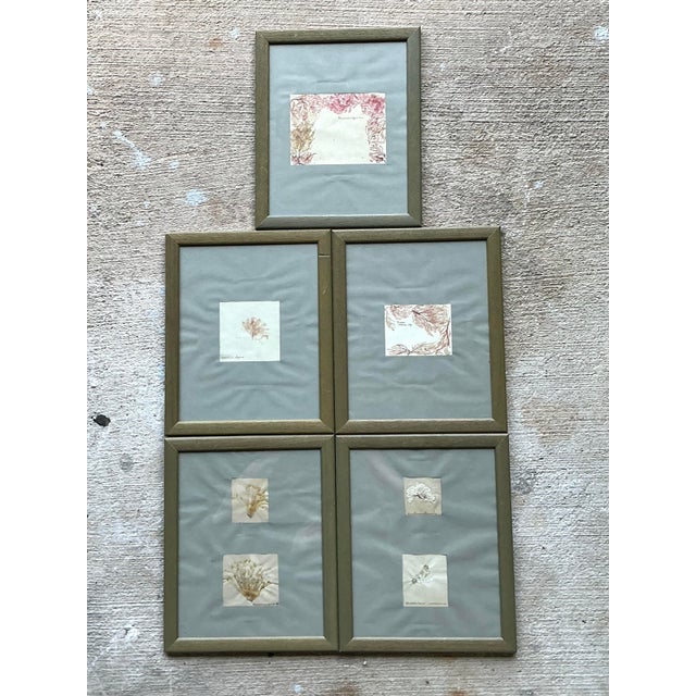 Vintage Pressed Specimen Clippings - Set of 5 For Sale - Image 4 of 12