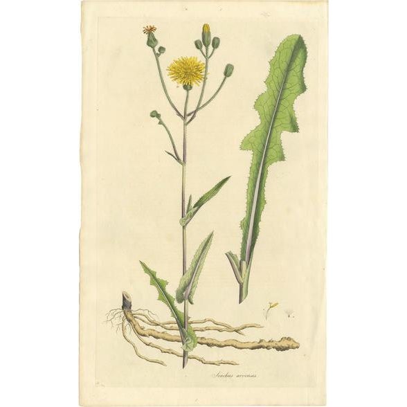 Curtis, Botany Illustration of the Sonchus Arvensis, 1817, Print For Sale - Image 5 of 5
