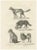 Wild and Domestic Dogs, 1836, Lithograph For Sale