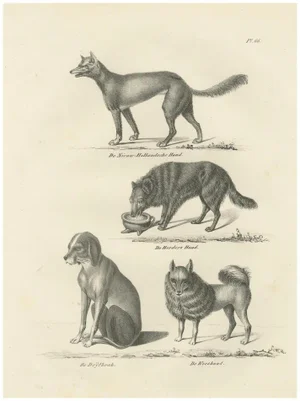 Wild and Domestic Dogs, 1836, Lithograph