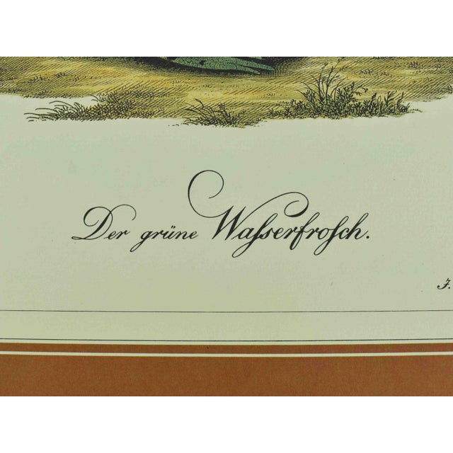 Mid 20th Century German Naturalist Illustration j.c. Susemihl Frogs and Pintail Duck Prints - Set of 3 For Sale - Image 6 of 11