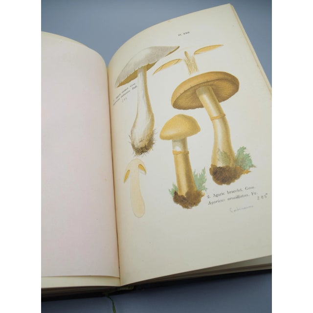 Black Antiquarian French Mushrooms: Les Champignons For Sale - Image 8 of 11