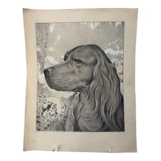 1940s Original Signed Graphite Illustration of Sporting Dog Setter Portrait, 14 × 11 In. For Sale