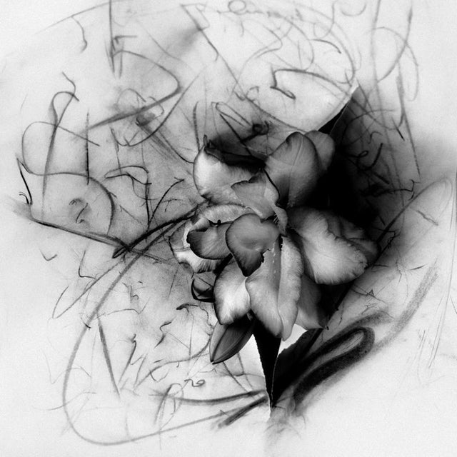Lily in Charcoal No.5' 2023 from raw energy to sublime. 'Lily in Charcoal' is an expression piece combining an abstract...