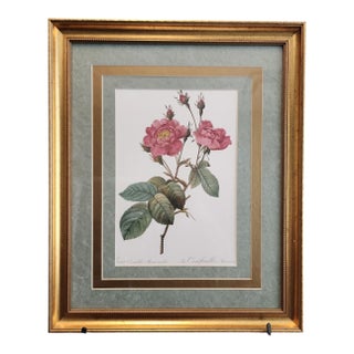 Pierre-Joseph Redoute "Rosa Centifolia Anemonoides" 19th Century Botanical Print For Sale