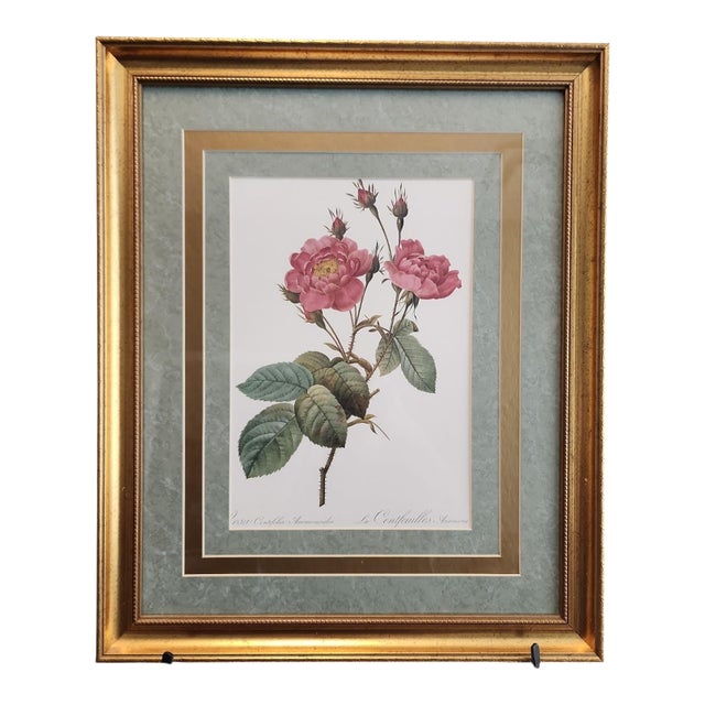 Pierre-Joseph Redoute "Rosa Centifolia Anemonoides" 19th Century Botanical Print For Sale