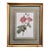 Pierre-Joseph Redoute "Rosa Centifolia Anemonoides" 19th Century Botanical Print For Sale