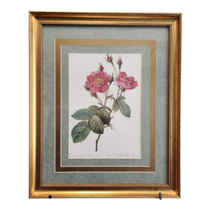 Pierre-Joseph Redoute "Rosa Centifolia Anemonoides" 19th Century Botanical Print