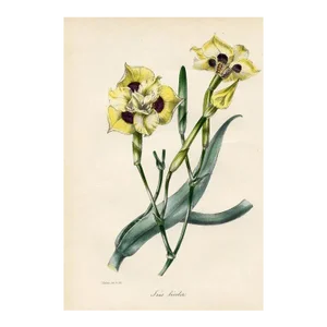 1843, African Iris Botanical Print From Joseph Paxton, Hand-Colored Lithograph, England