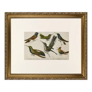 19th Century English Hand Colored Hummingbird Engraving by Goldsmith