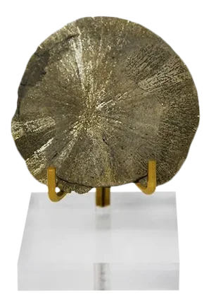 Sundial Gold Encased Fossil