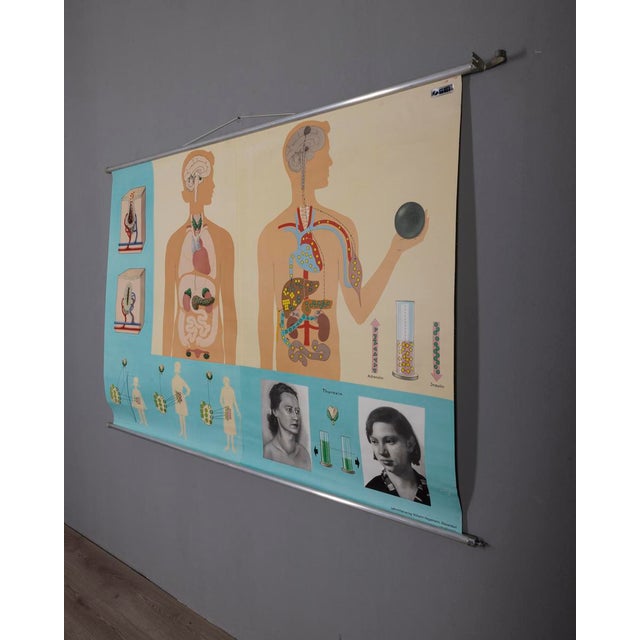 Vintage School Poster Hormones, the Bodys Active Substances from Lehrmittelverlag Wilhelm Hagemann, 1970s For Sale - Image 9 of 10