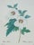 Shabby Chic 1940s P.J.Redoute Botanical Hibiscus Chromolithograph in Hold Frame For Sale - Image 3 of 3