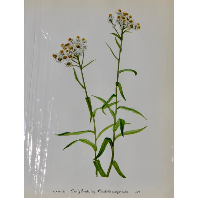Set of 12 Vintage Botanical Prints Unframed For Sale In Cincinnati - Image 6 of 14