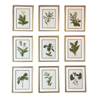 Framed Vintage Botanicals Set of 9 - Original Vintage 1953 Prints For Sale