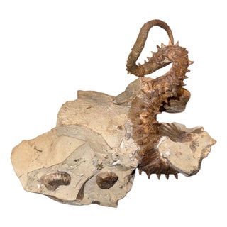 Didymoceras Stevensoni Heteromorph Ammonite Fossil on Matrix, South Dakota. For Sale