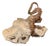 Didymoceras Stevensoni Heteromorph Ammonite Fossil on Matrix, South Dakota. For Sale