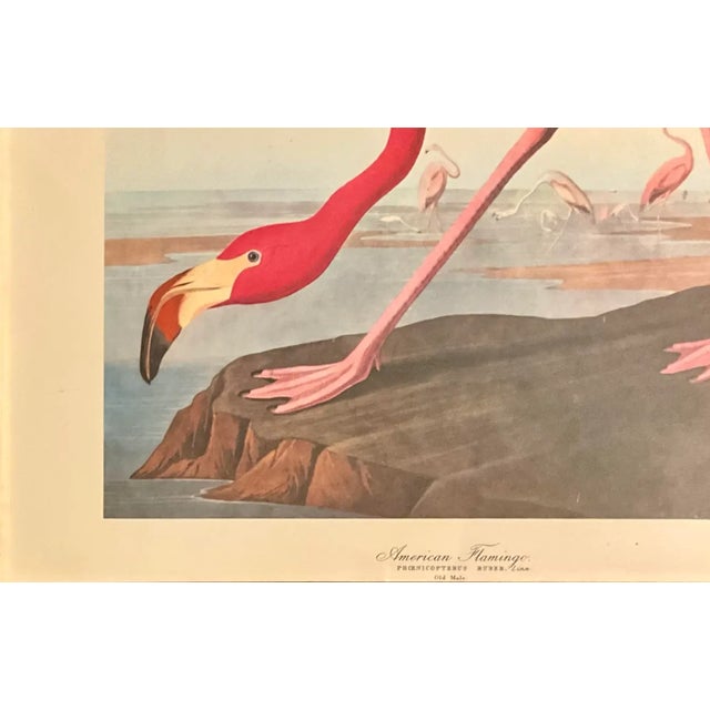American 1960s Pair. Of Original Prints John James Audubon the American Flamingo and the Great Blue Heron Double Giltwood Rope Framed Linen Matte. For Sale - Image 3 of 10