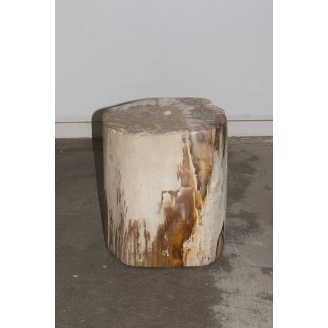 Petrified Stool - Single For Sale - Image 16 of 17