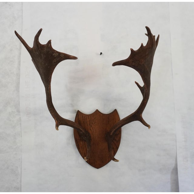 Brown j.h. Armer Mounted English Antlers For Sale - Image 8 of 11