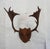 Brown j.h. Armer Mounted English Antlers For Sale - Image 8 of 11