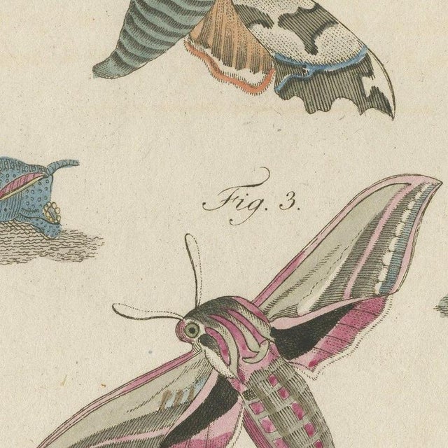 Paper Bertuch, Elephant Hawk Moth and Hawk Moth Caterpillars, 1805, Print For Sale - Image 7 of 12
