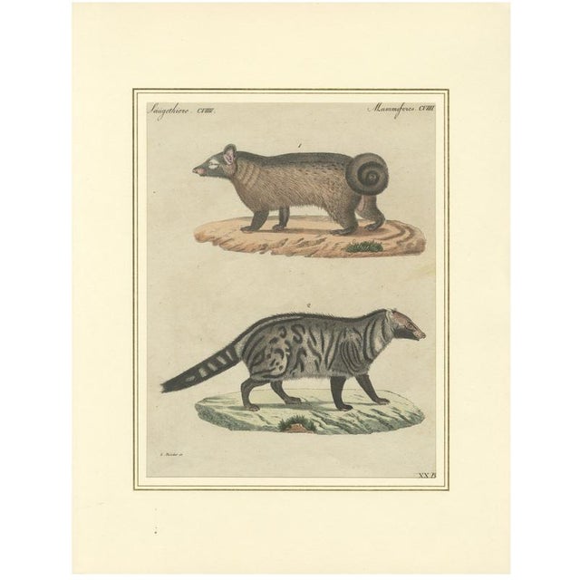 Antique Asian Civets & Kopi Luwak Natural History Engraving Bertuch, 1820 For Sale - Image 10 of 10