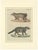 Antique Asian Civets & Kopi Luwak Natural History Engraving Bertuch, 1820 For Sale - Image 10 of 10
