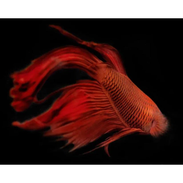 Photograph of a Beta Fish on black Unframed Orange Beta 2 by Michael Filonow Print, 40" x 50"