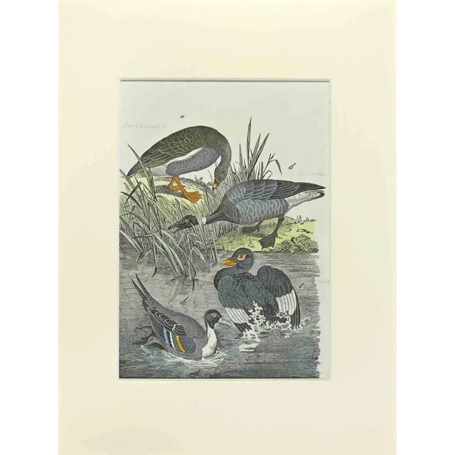 Johann Friedrich Naumann, Wild Goose, Etching, 1840 For Sale - Image 3 of 3