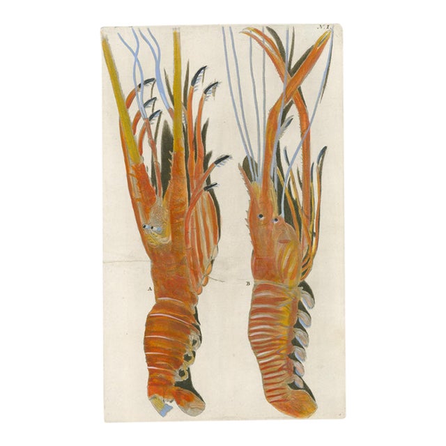 Georg Wolfgang Knorr – Lobsters & Crustaceans – 18th-Century Engraving with Modern Hand Coloring – Plate I For Sale