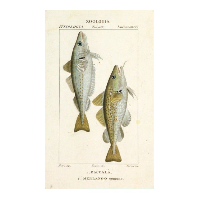 Freshwater Fish Engraving Print, C. 1830 For Sale