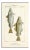 Freshwater Fish Engraving Print, C. 1830 For Sale