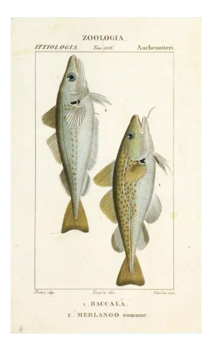 Freshwater Fish Engraving Print, C. 1830