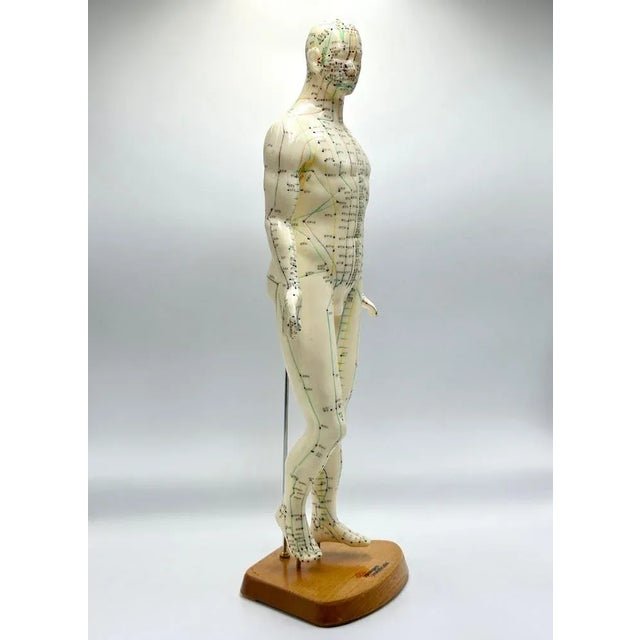 Vintage Vinyl Meridian Model from Newgen Medicals, 1970 For Sale - Image 3 of 10