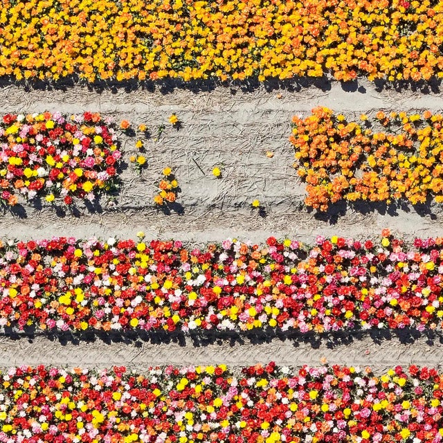 Contemporary "AV_Tulip_Fileds_016" Contemporary Limited Edition Photography Fine Art Print by Bernhard Lang For Sale - Image 3 of 11