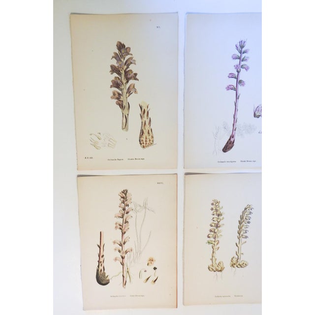 English 1873 Collection Sowerby Hand Colored Pink and Lavender Botanical Book Plates - Set of 6 For Sale - Image 3 of 3