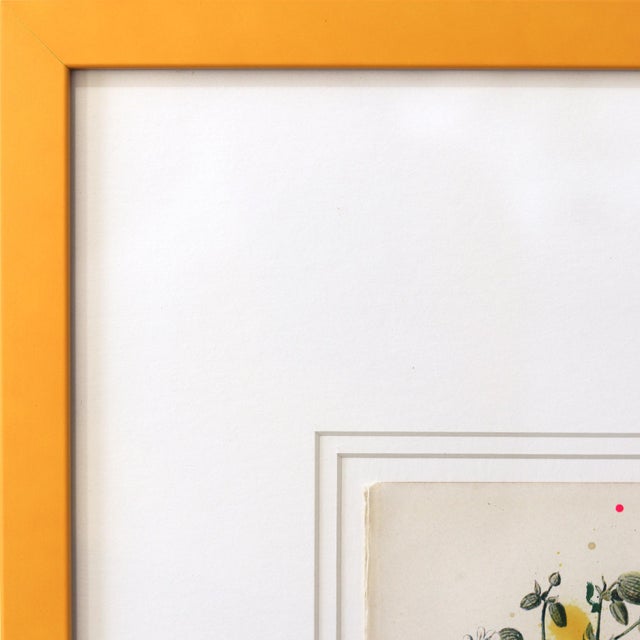 Bladder Campion - Yellow Framed Floral Artwork on Antique Botanical Book Page Artwork by Lee Herring For Sale - Image 4 of 9