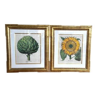 20th Century Print of Basilius Besler Artichoke and Sunflower, Martin Trowbridge Frame For Sale