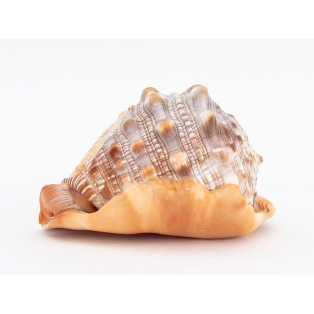 Italian Cameo Carved Conch Shell For Sale - Image 4 of 10