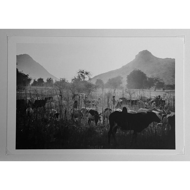 Modern José Nicolas, Pastoral in the Oueddei, 1987, Digital Print For Sale - Image 3 of 5