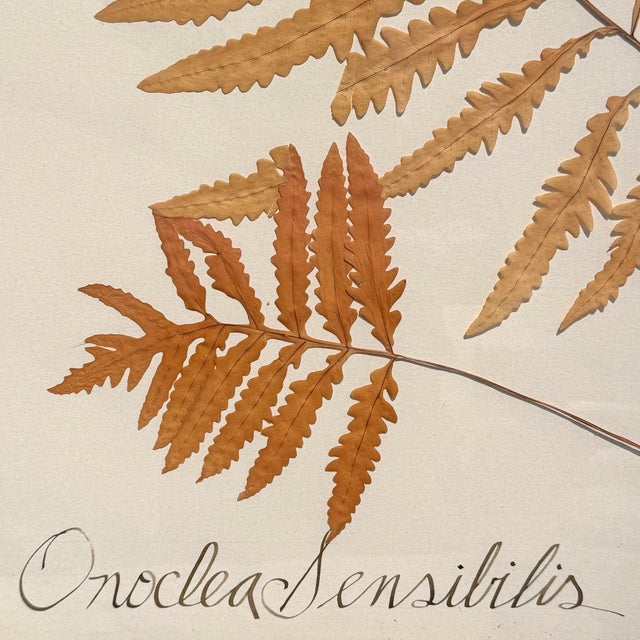 Set of Three Large-Scale Framed Botanical Specimens For Sale - Image 10 of 12