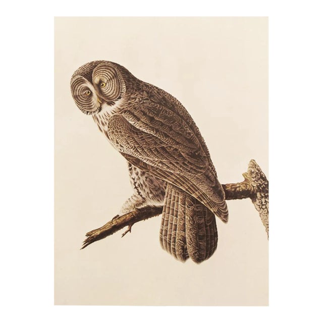 Great Gray Owl by Audubon, 1966 Vintage Cottage Print For Sale