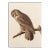 Great Gray Owl by Audubon, 1966 Vintage Cottage Print For Sale
