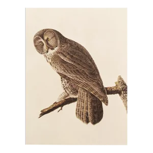 Great Gray Owl by Audubon, 1966 Vintage Cottage Print