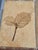 French Riviera Herbarium Coffee Table by Roger Capron, 1970 For Sale - Image 9 of 18
